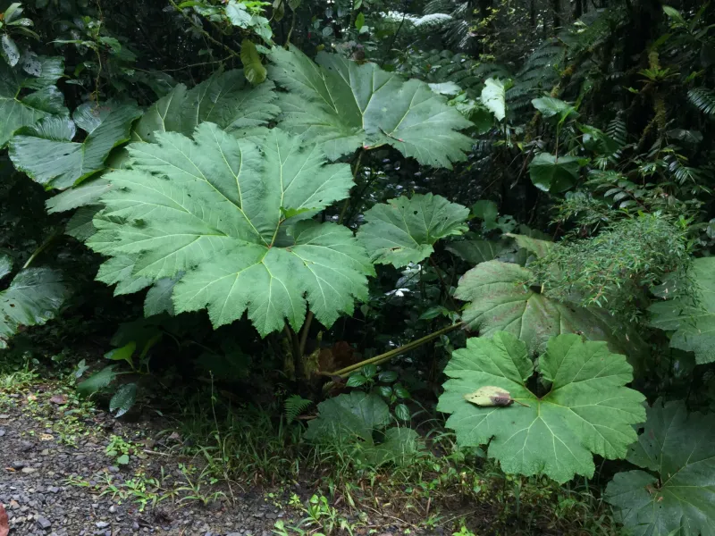 Ecosistema del bosque nuboso