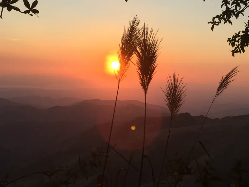 Conservación del bosque