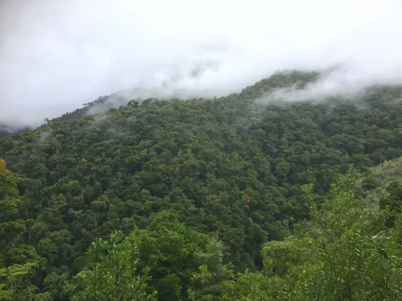 Vida silvestre de Monteverde